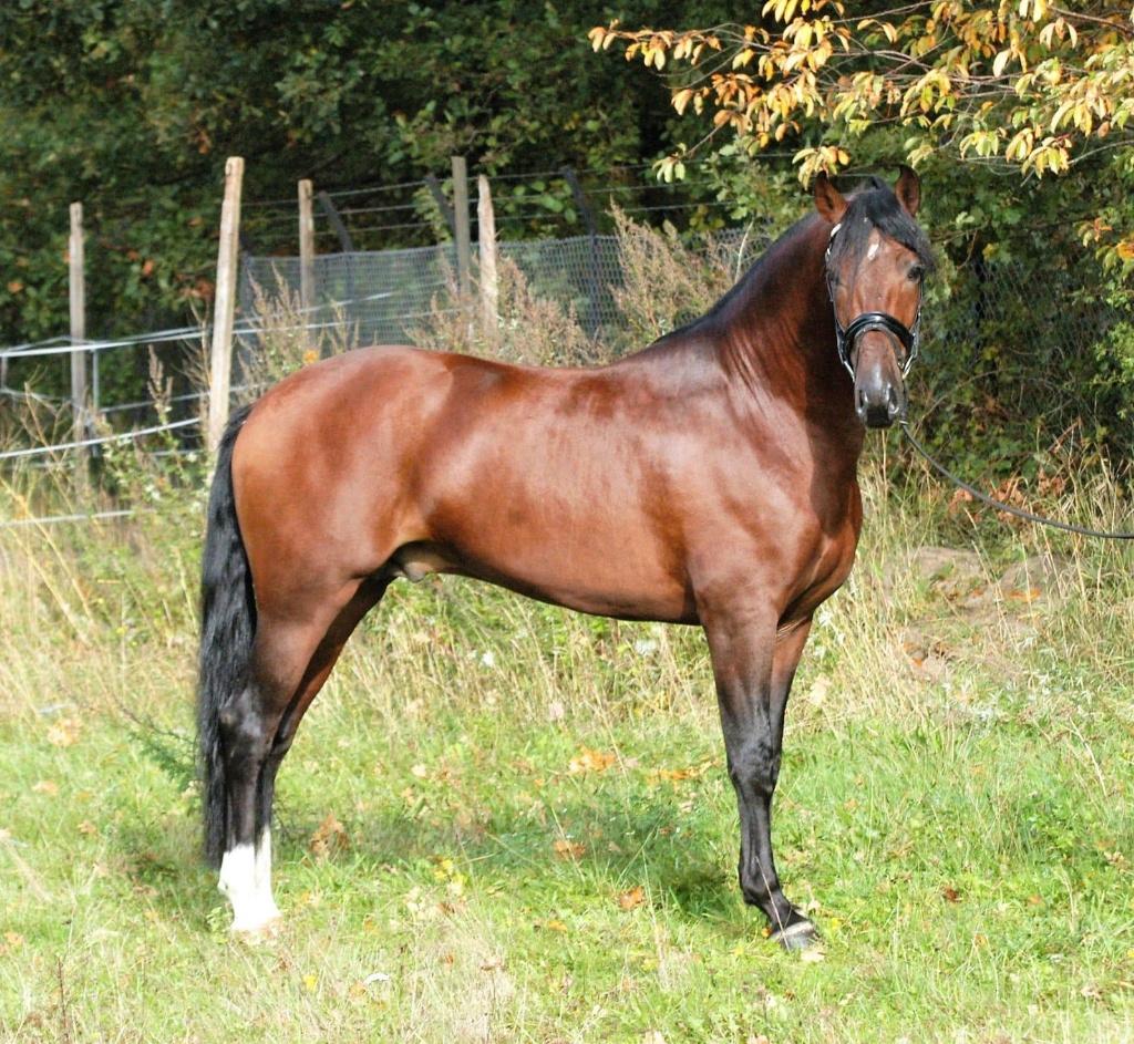 bijrijder gezocht voor mijn spaanse paard, Ruiter of Bijrijder