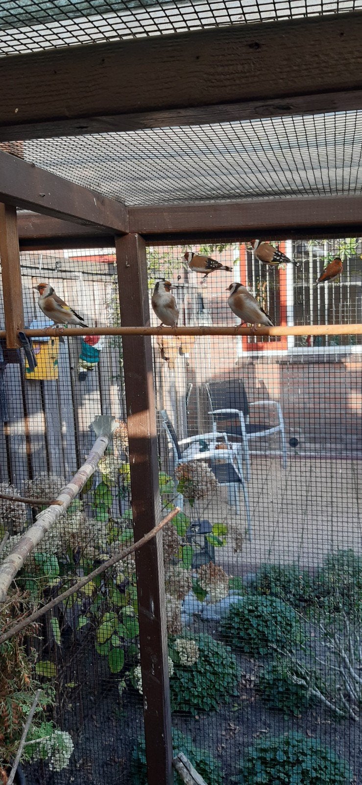 Prachtige Majoor Putters, Dieren en Toebehoren