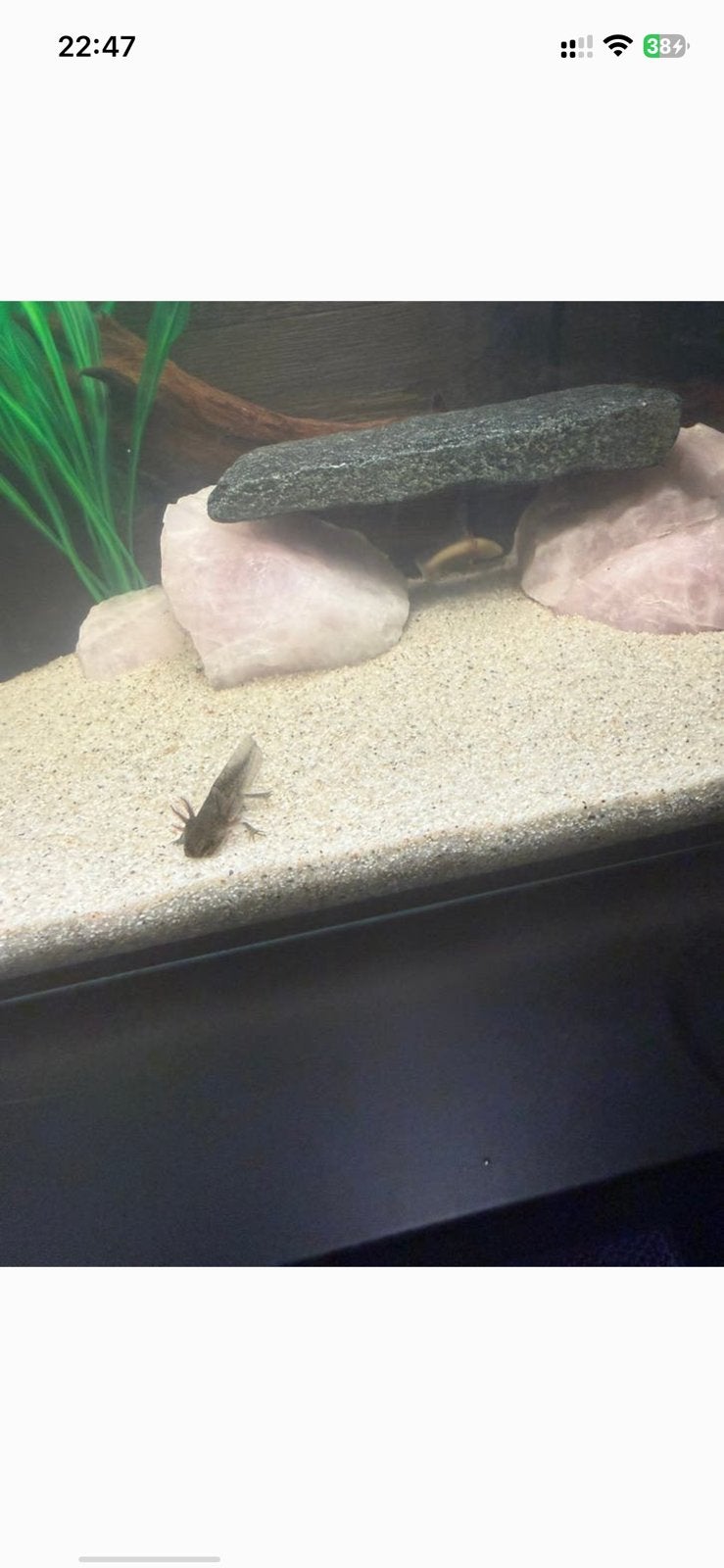AXOLOTL BABY JONG MOGEN WEG, Amfibie, 0 tot 2 jaar