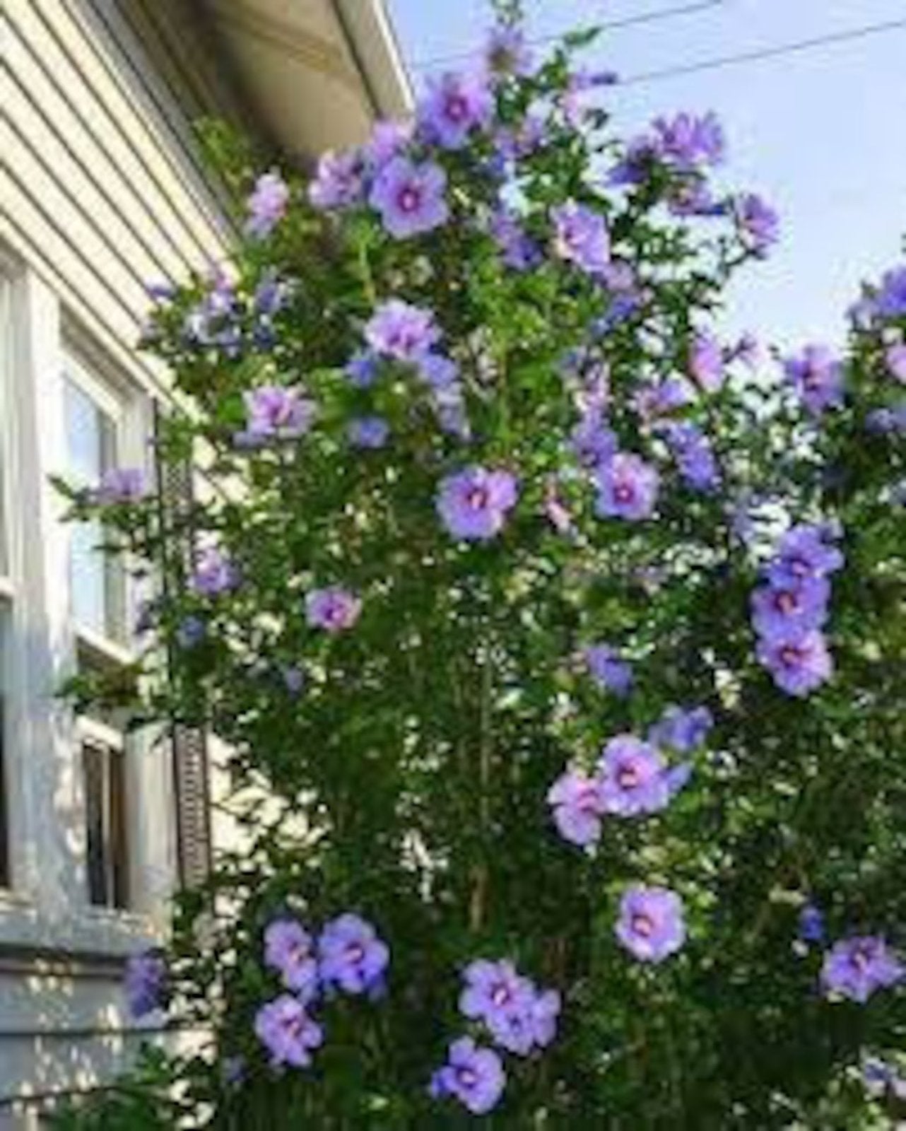 Hibiscus, Tuin en Terras, Planten | Struiken en Hagen, Struik, Overige soorten, Minder dan 100 cm, Ophalen