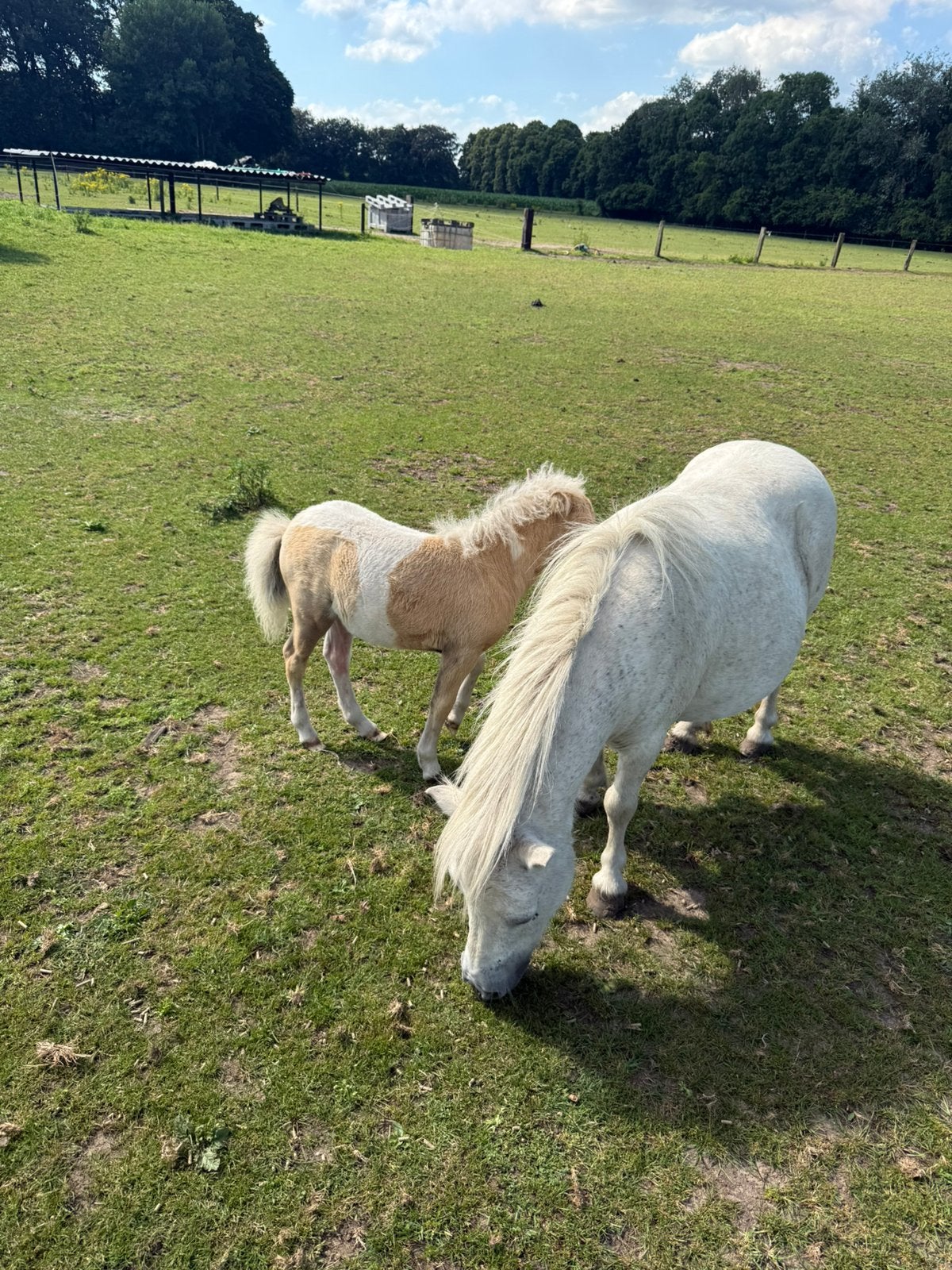 Te koop diverse Ponny s drachtig en met veulen en dekhengst, Merrie, A pony (tot 1.17m), 0 tot 2 jaar