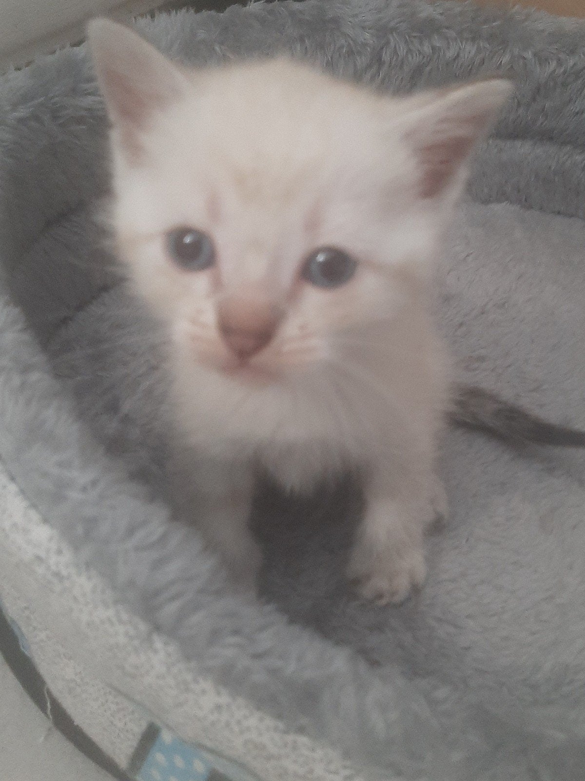 thai siamees tabby point, Dieren en Toebehoren, Katten en Kittens | Raskatten | Korthaar, Meerdere dieren, Ontwormd, 0 tot 2 jaar