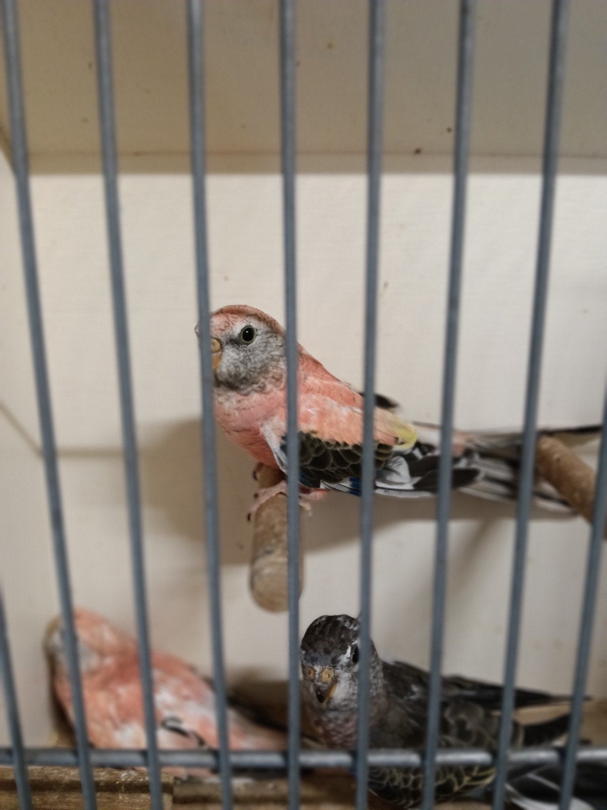 3 bourkes, Dieren en Toebehoren