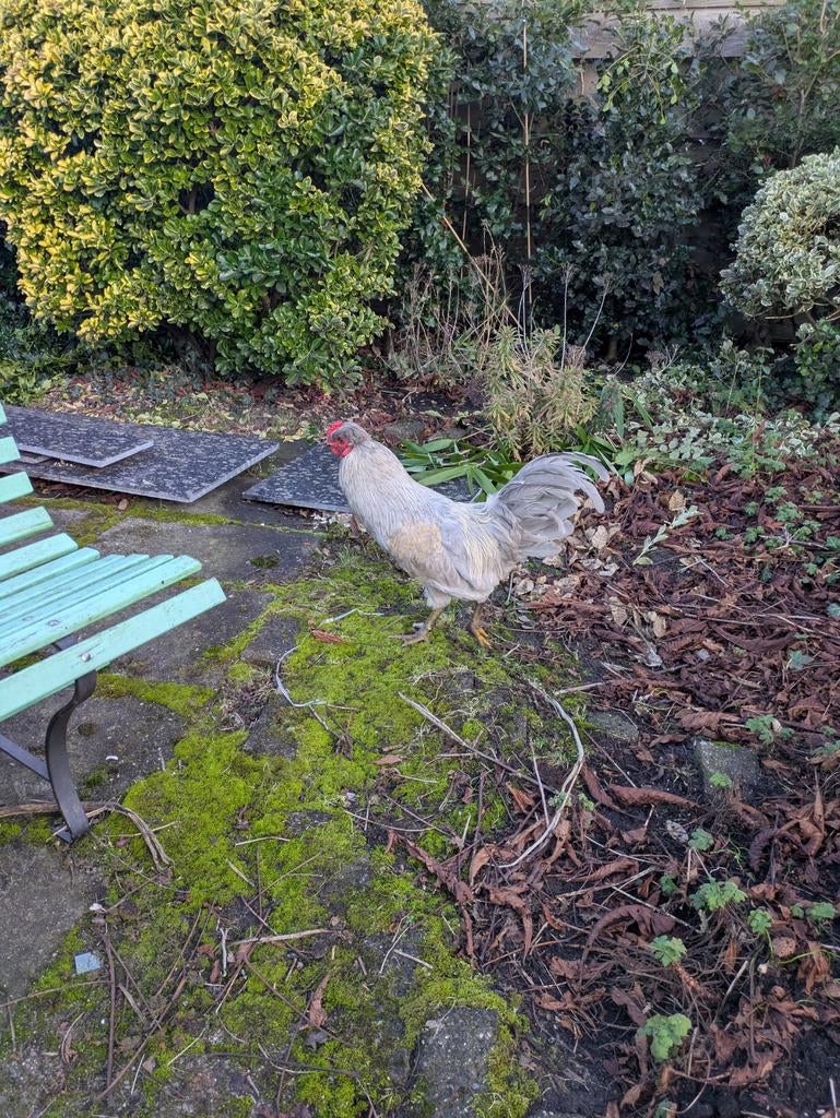 Broedeieren kruising araucana, Dieren en Toebehoren, Pluimvee, Kip, Geslacht onbekend