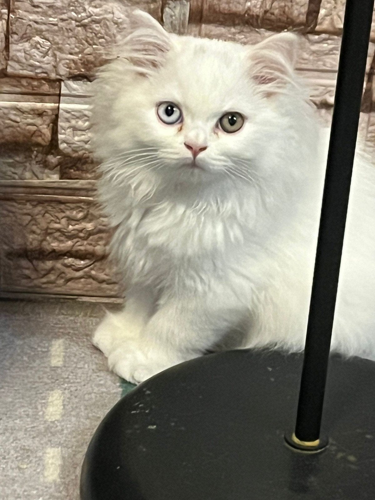 Bijzondere Odd eyes één blauw één honingkleur) Britse Kortha, Dieren en Toebehoren, Katten en Kittens | Raskatten | Korthaar, Meerdere dieren