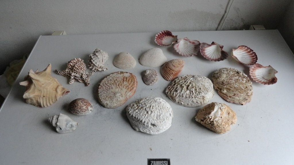 Diverse schelpen waaronder abalone, grote boothaak etc, Ophalen of Verzenden