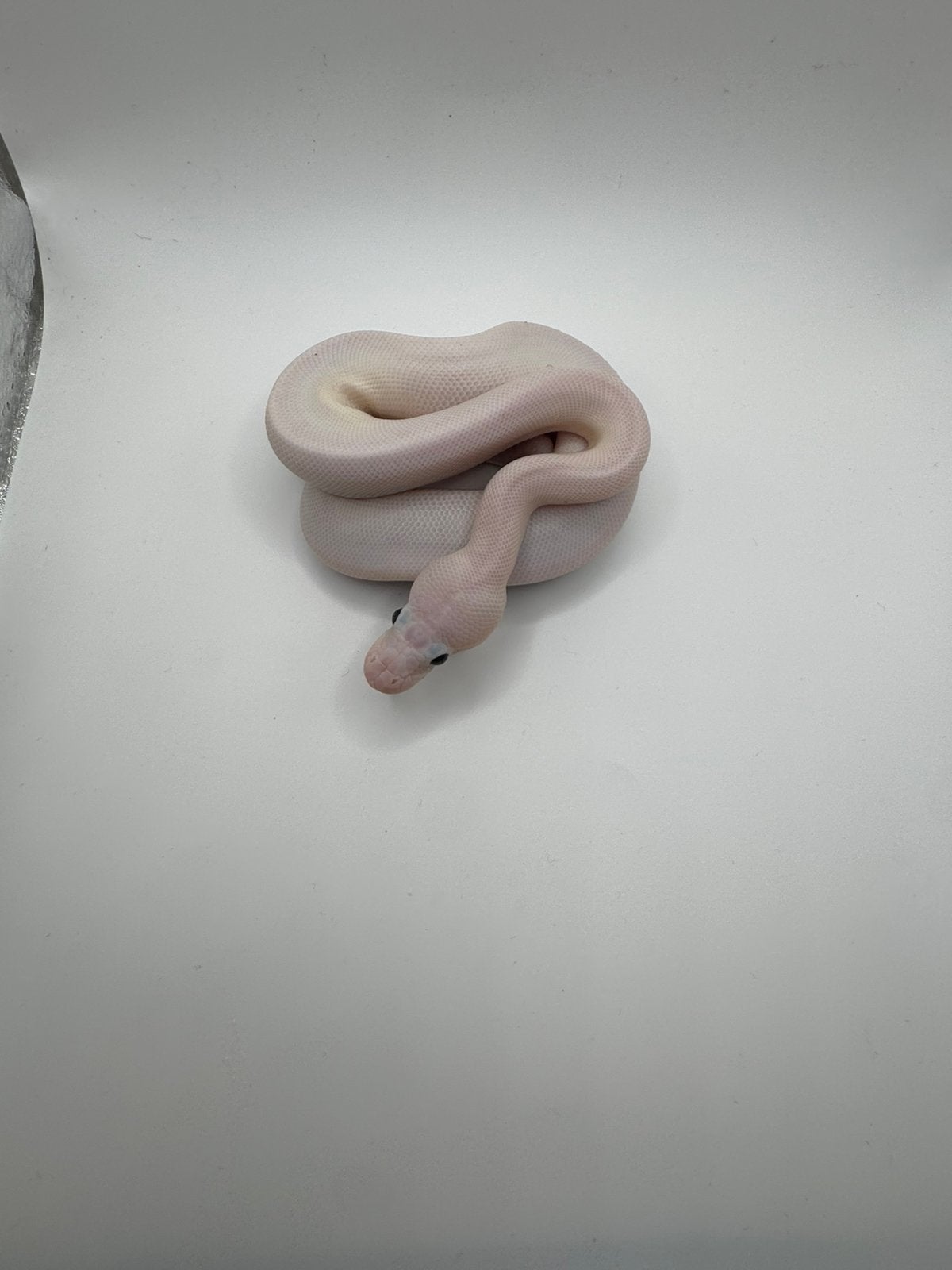 Rare baby ball python leucistico black eyes Ball Python photo 4