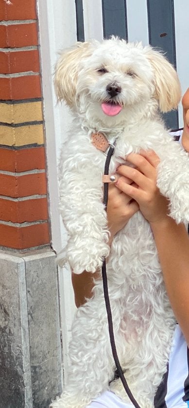 Jill Maltipoo, 6 jaar of ouder, Teef, Eén hond, Middel