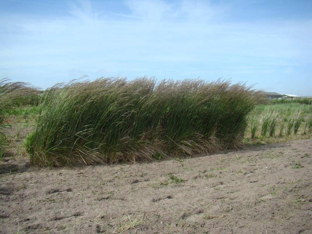 heel veel soorten planten aangeboden, Ophalen, Overige soorten, Volle zon