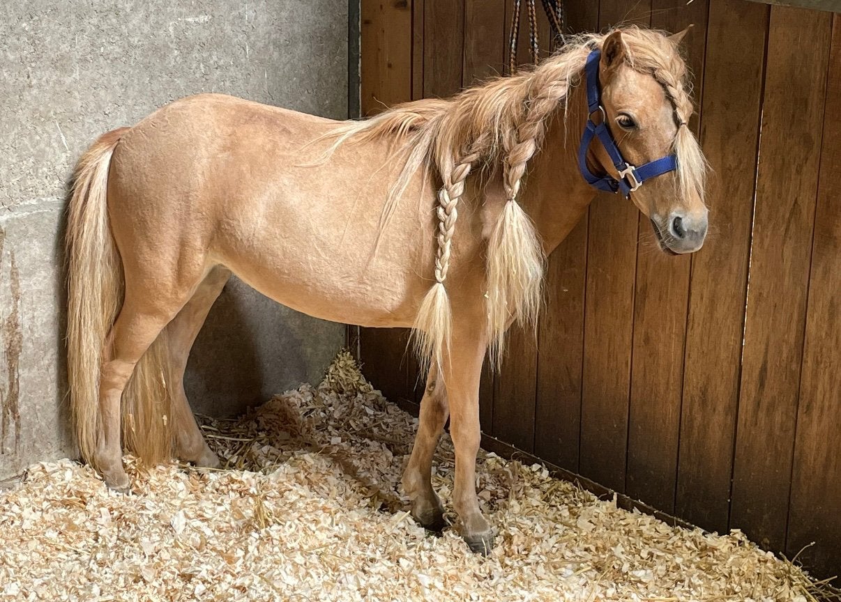Super lieve shetlander met papier te koop, Merrie, Met stamboom, A pony (tot 1.17m), 3 tot 6 jaar