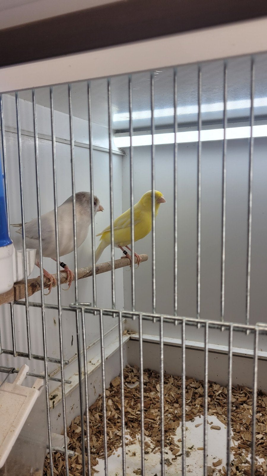 Koppel kanarie wit/geel, Dieren en Toebehoren, Meerdere dieren, Kleurkanarie