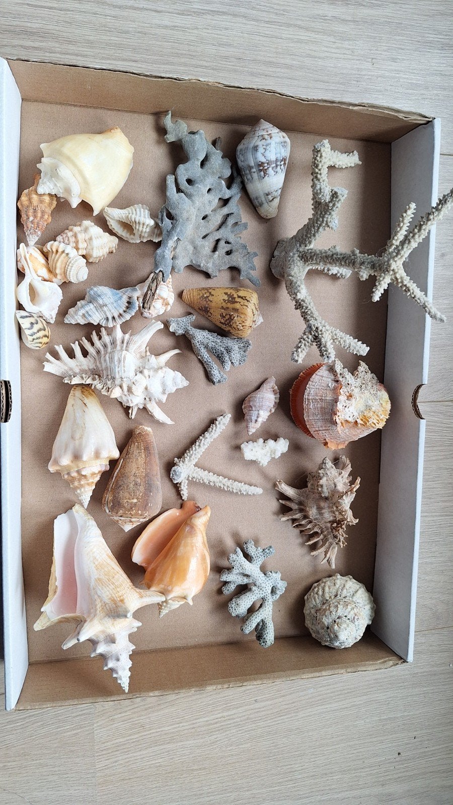 kleine schelpen/koralen verzameling, Verzamelen, Mineralen en Fossielen, Ophalen, Schelp(en)