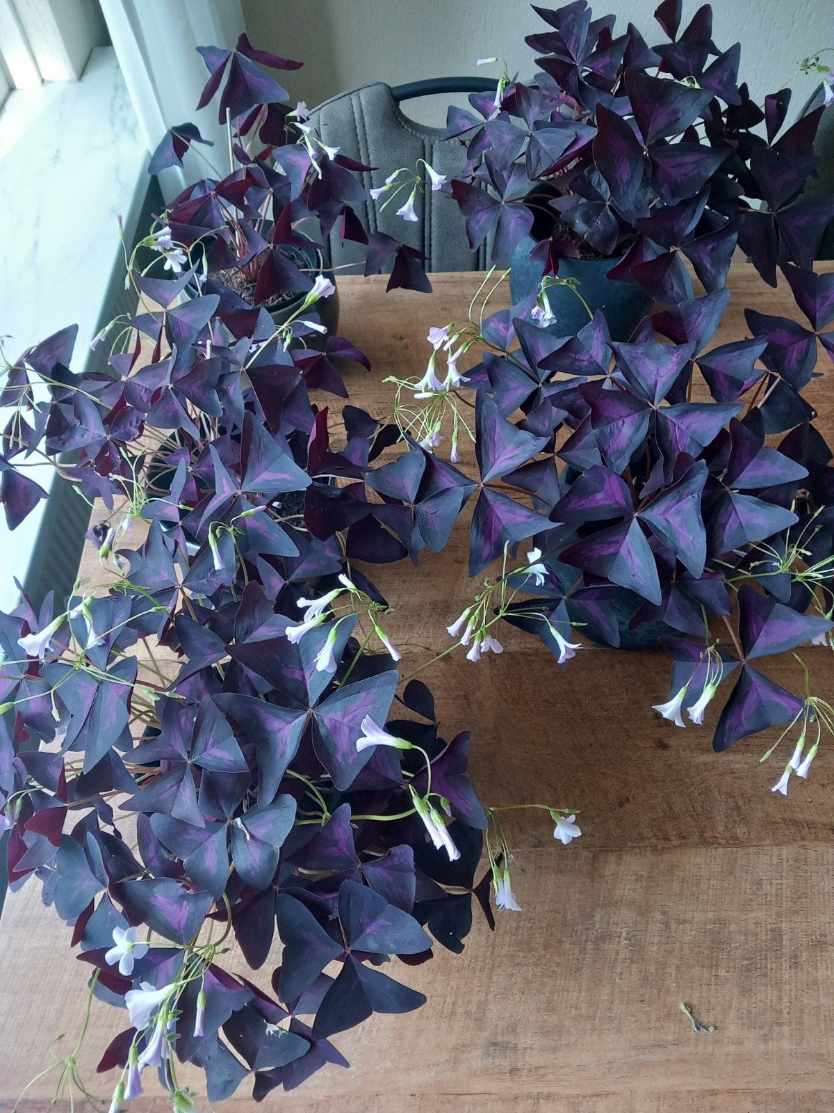 oxalis,rode klaverzuring,geluksklaver, Ophalen, Halfschaduw, Minder dan 100 cm