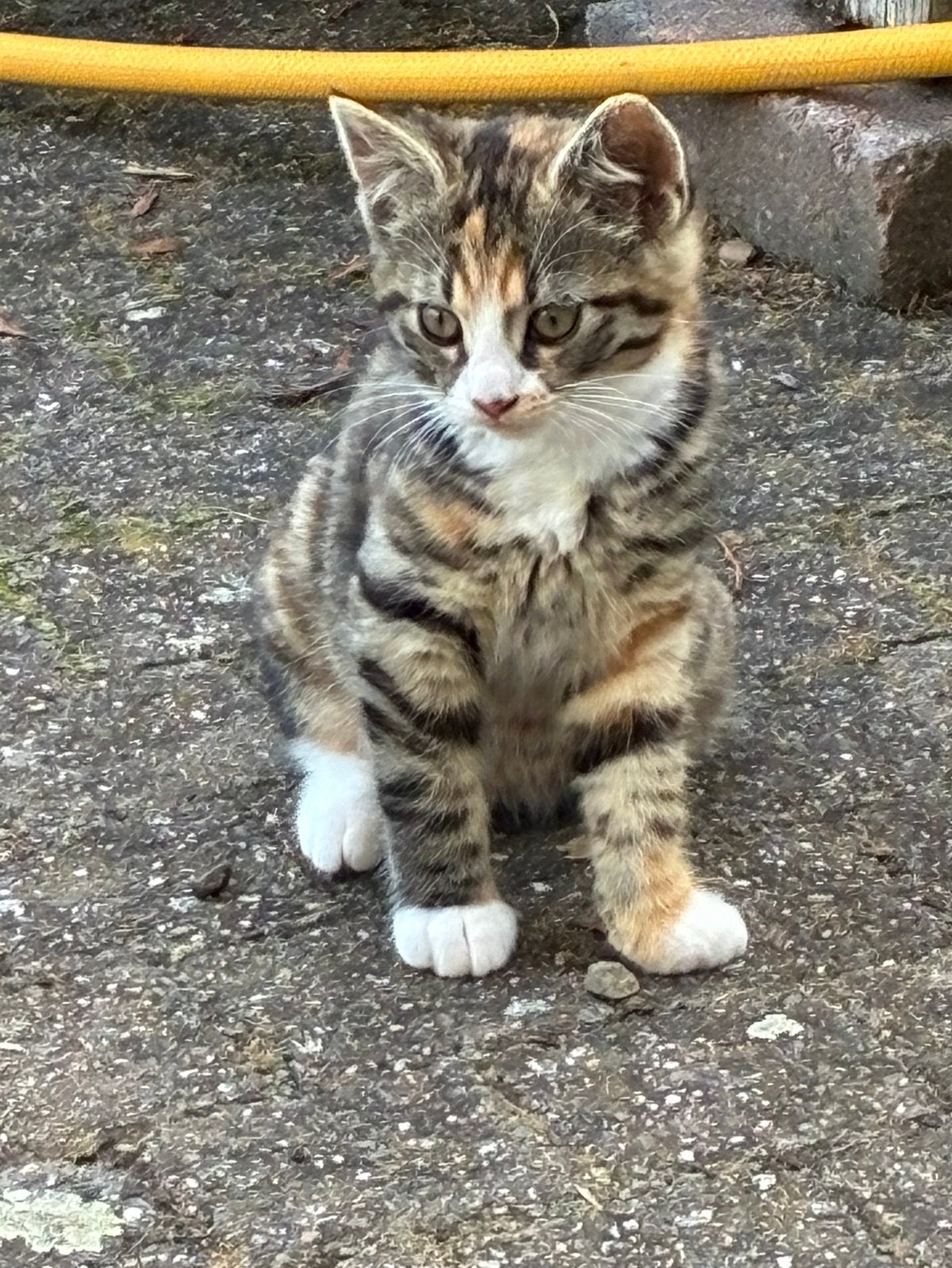 Prachtig gestreept poesje, een cypertje., Dieren en Toebehoren, Poes, Kortharig, 0 tot 2 jaar