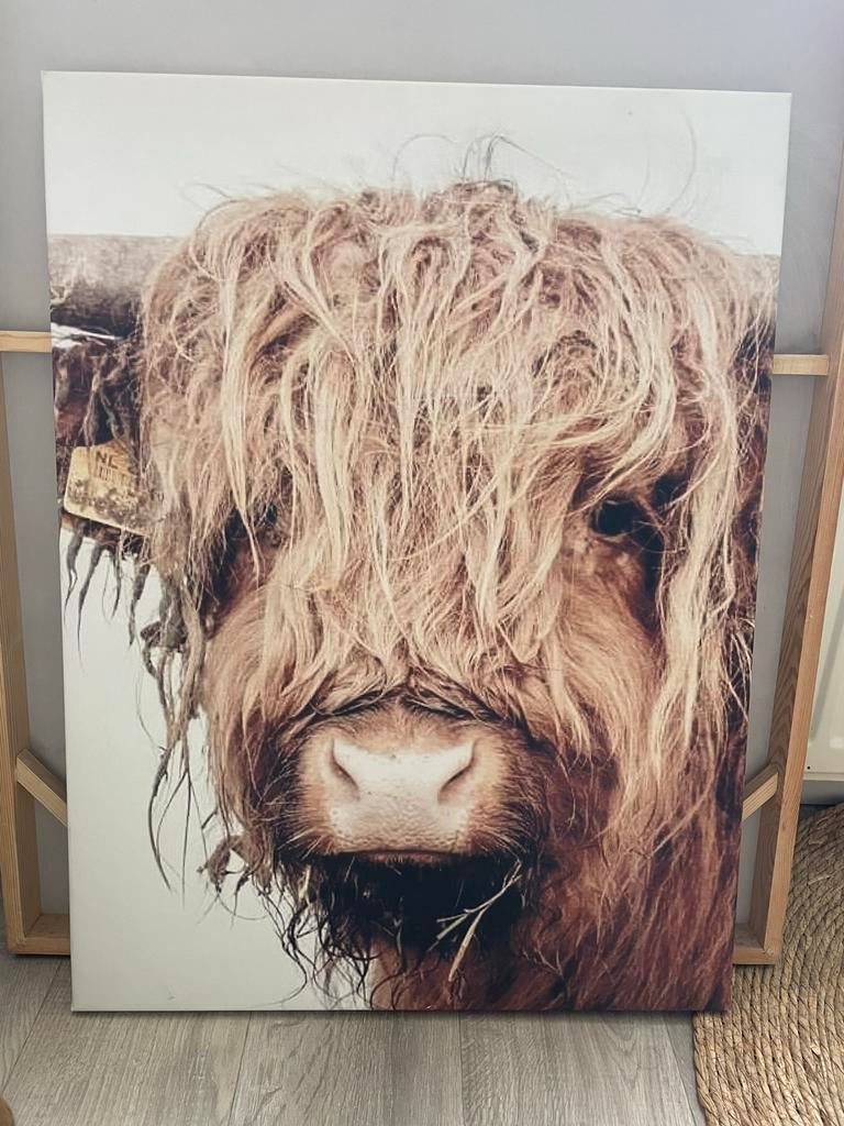 Schotse Hooglander Canvas - 60x80 cm, Huis en Inrichting, Woonaccessoires | Schilderijen, Tekeningen en Foto's, Ophalen, 75 cm of meer