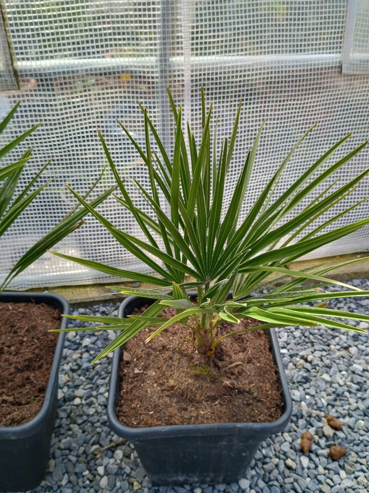 Te koop Trachycarpus fortunei Palmen, Tuin en Terras, Ophalen, Overige soorten, Volle zon