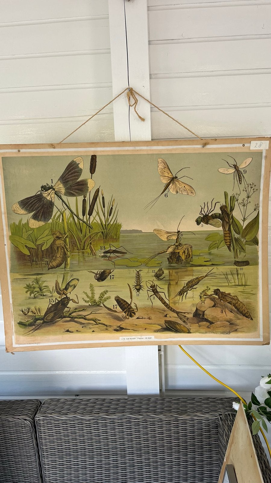 Vintage schoolplaat 'Het leven onder water' (110x84 cm), Ophalen of Verzenden, Natuur en Biologie