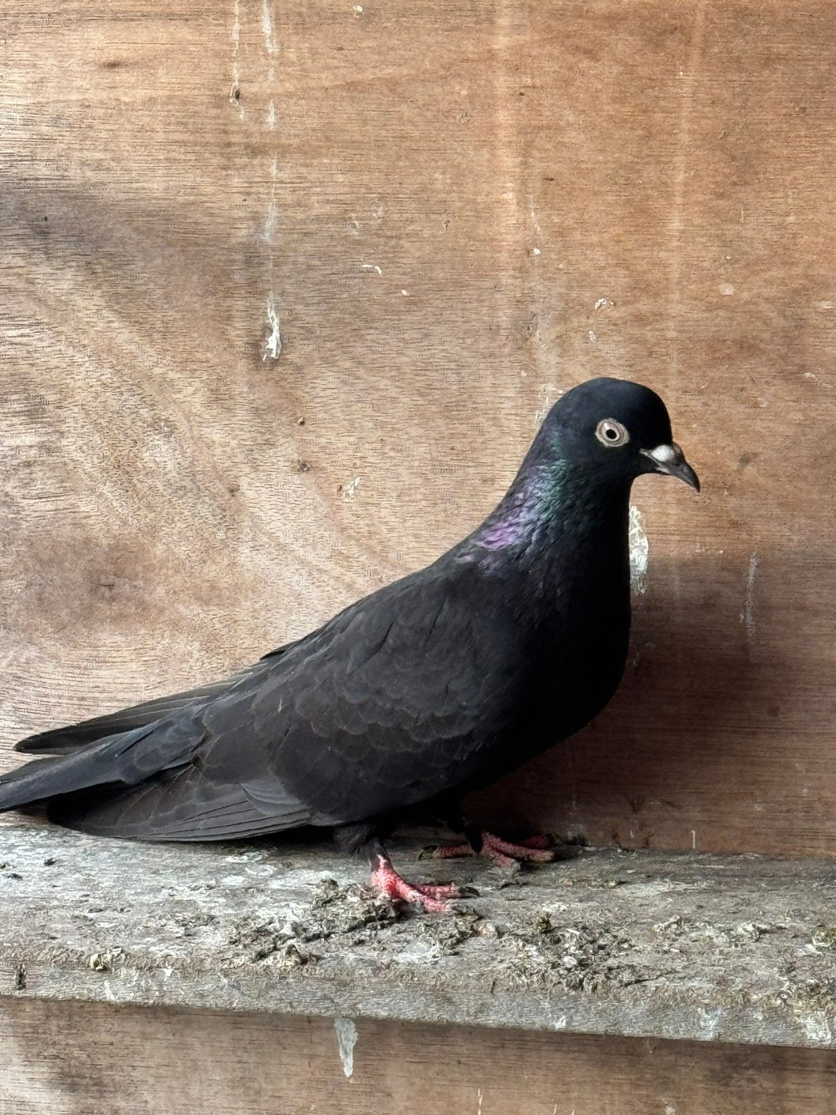 Duiven, Dieren en Toebehoren, Vogels | Duiven, Meerdere dieren, Overige soorten