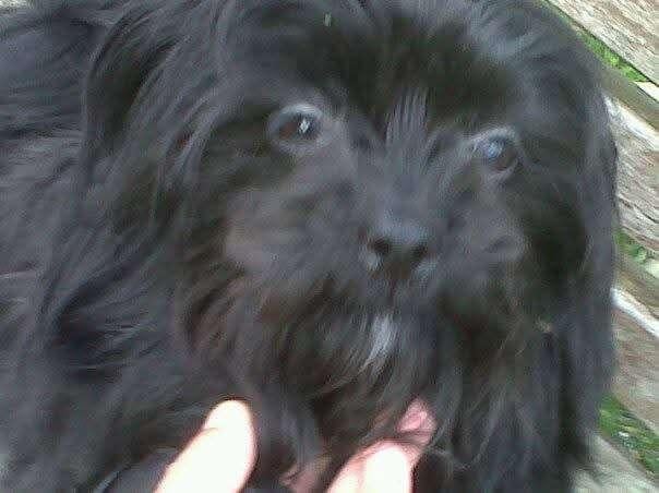 Gratis hond, Dieren en Toebehoren, Honden | Niet-rashonden, 6 jaar of ouder, Teef, Eén hond, Middel