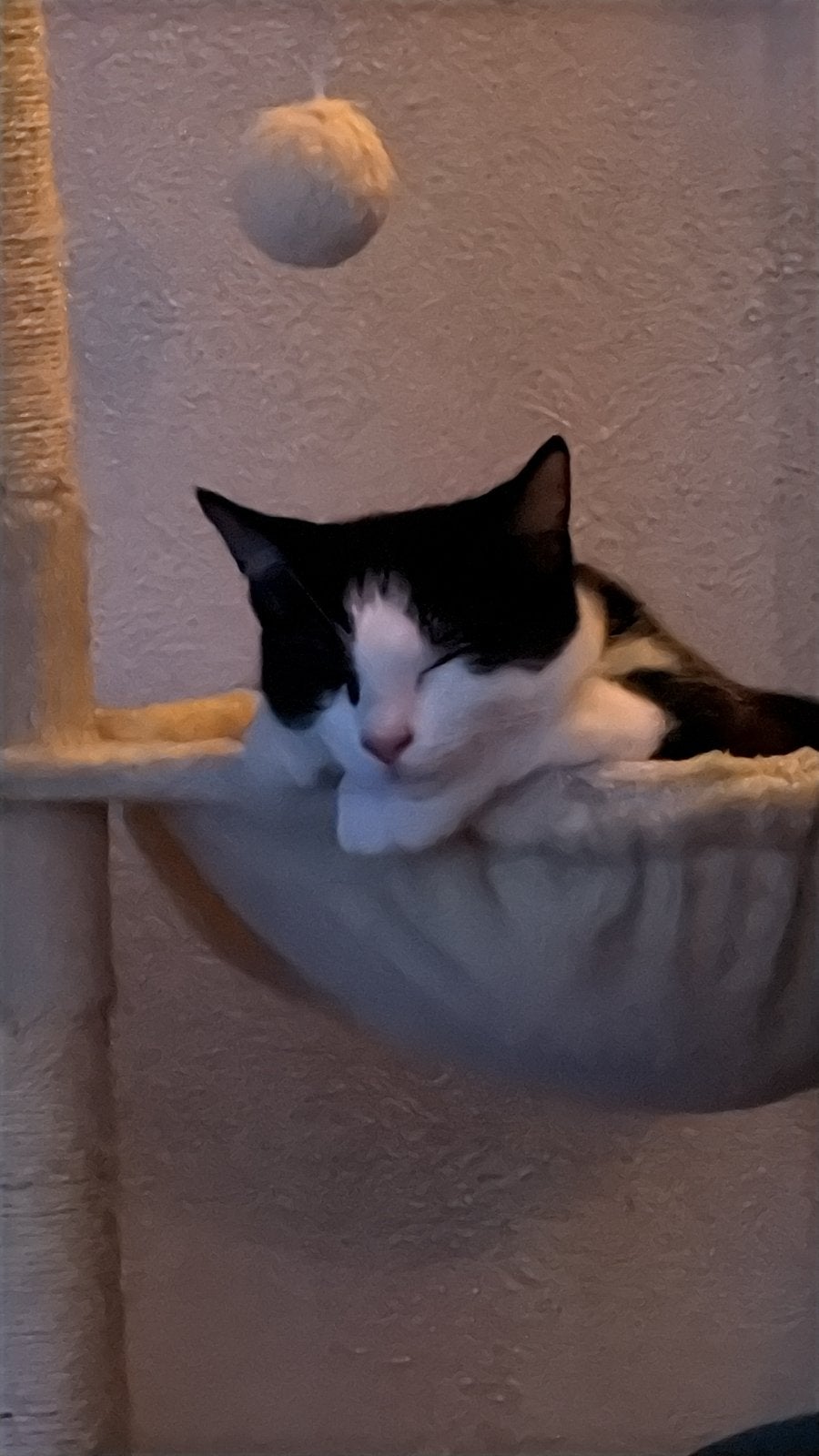 2 katertjes zoeken lief baasje met tijd, Dieren en Toebehoren, Meerdere dieren, Kortharig, 0 tot 2 jaar