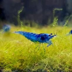Blauwe garnalen en guppy vissen voor/of inclusief aquarium!, Kreeft, Krab of Garnaal, Zoetwatervis
