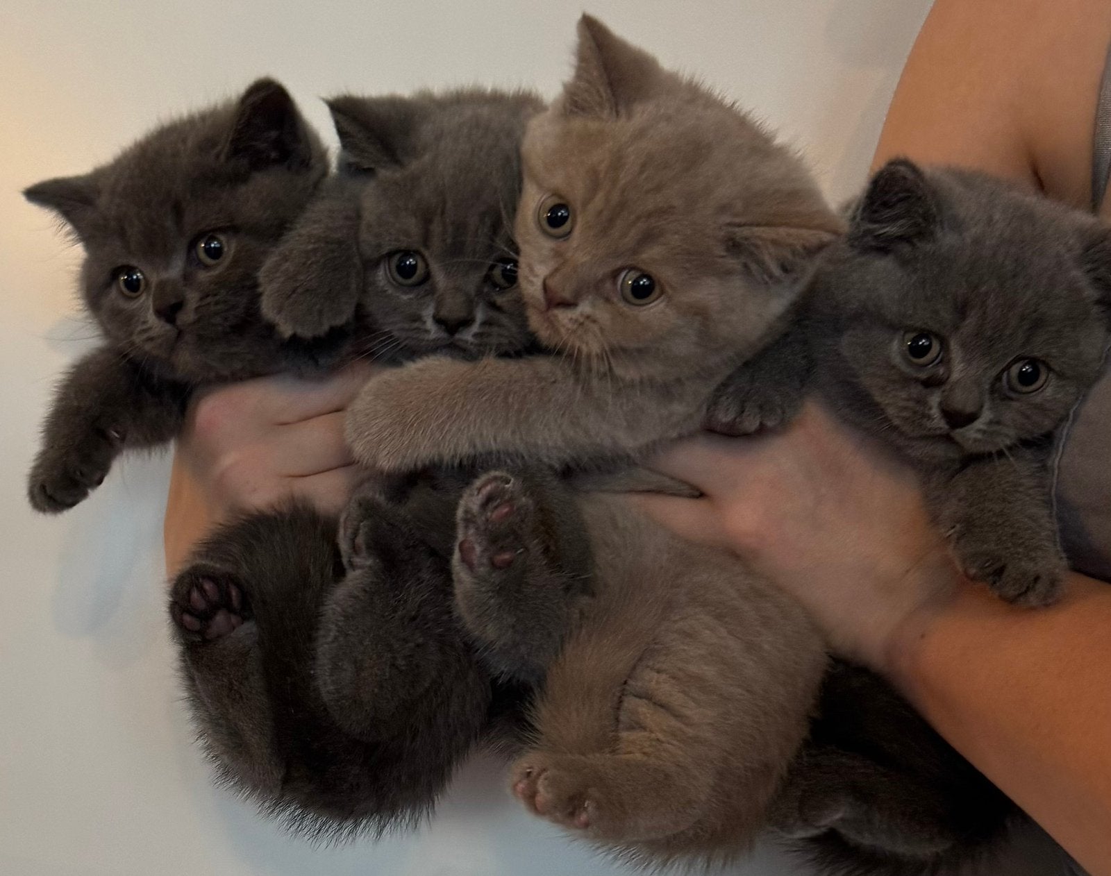 Britse korthaar kittens  sociaal geent ontwormd, Meerdere dieren, Gechipt, 0 tot 2 jaar