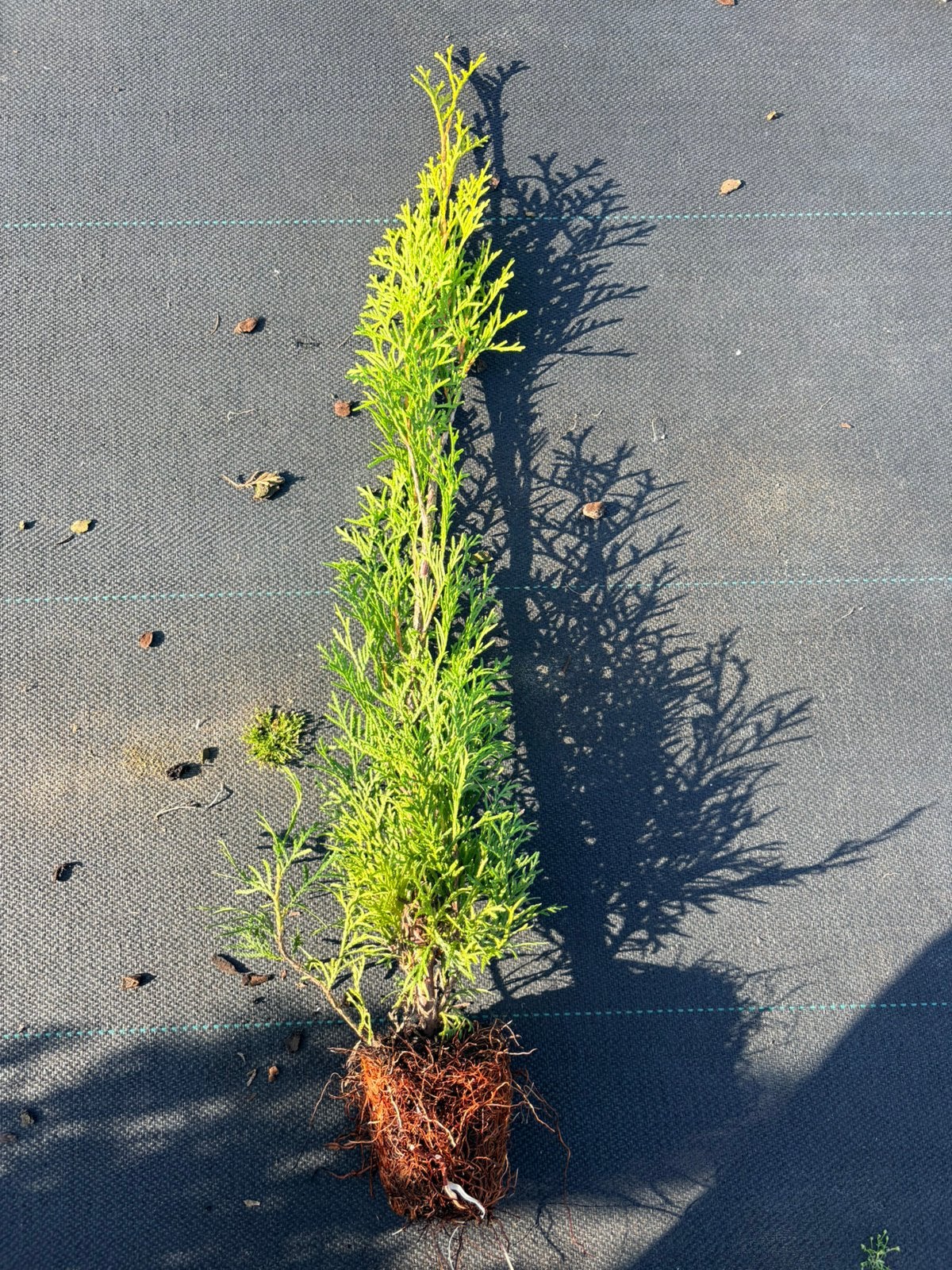 Haag heg Thuja occidentalis ‘Smaragd’ aanbieding!!!, Ophalen of Verzenden, Zo goed als nieuw