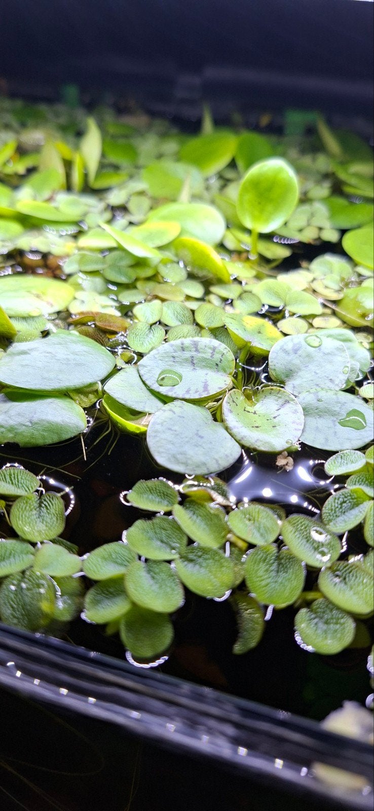 Waterplanten, Ophalen, Nieuw, Plant(en), Steen of Hout