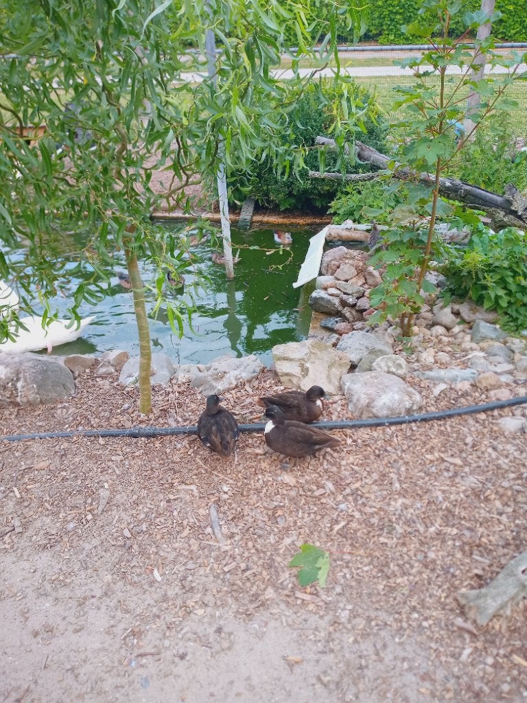 Kwakers te koop, Dieren en Toebehoren, Vrouwelijk, Eend
