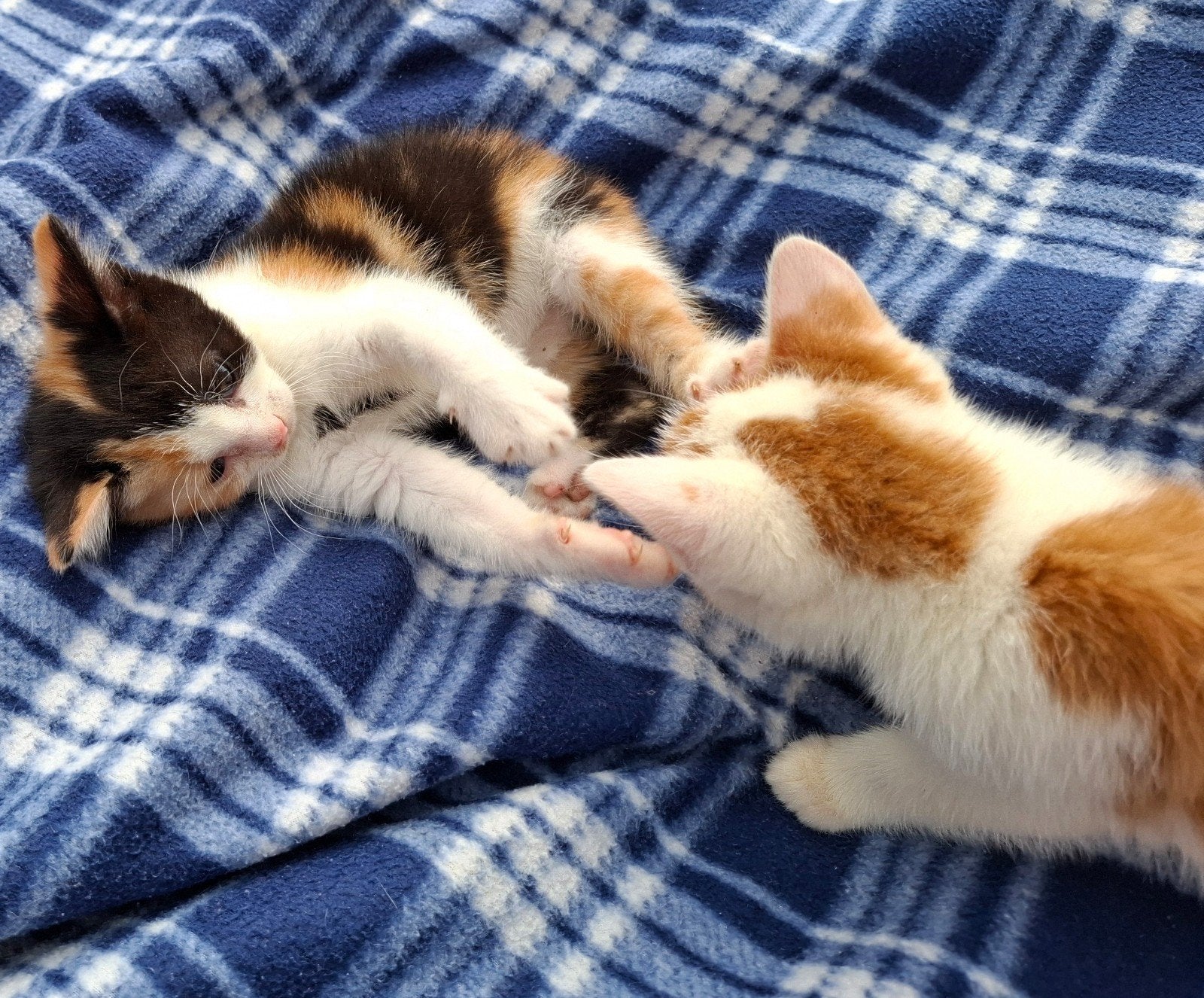 Nog 4 kittens te koop. Katers en poesjes, Dieren en Toebehoren, Meerdere dieren, Kortharig, 0 tot 2 jaar