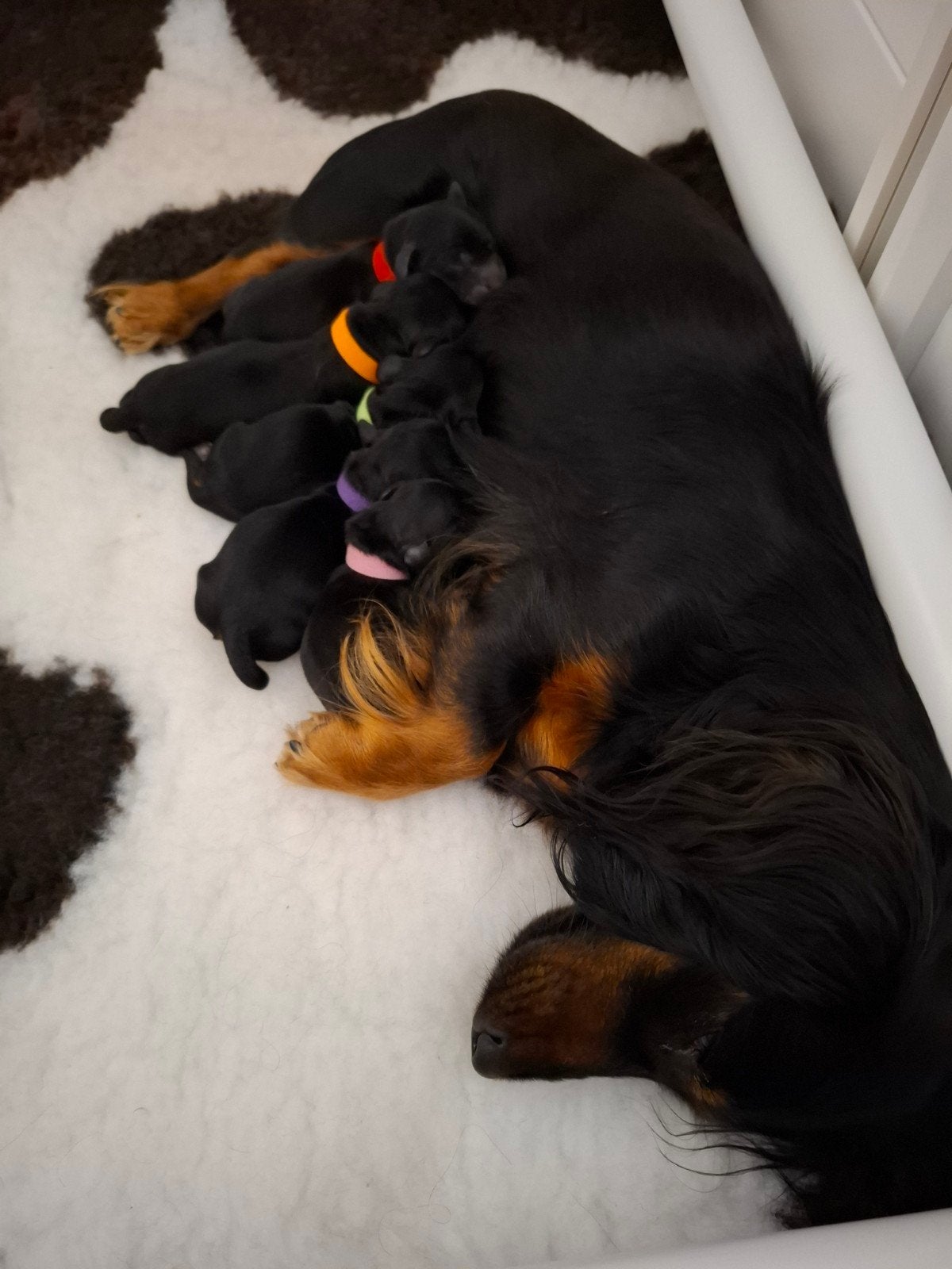 prachtige black and tan teckel pups, Parvo, 8 tot 15 weken, Meerdere, Nederland