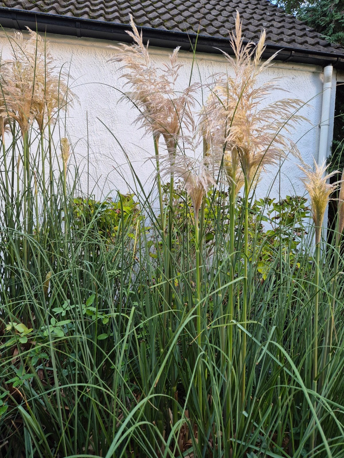 Pampas gras pollen, Ophalen, Siergrassen, Volle zon