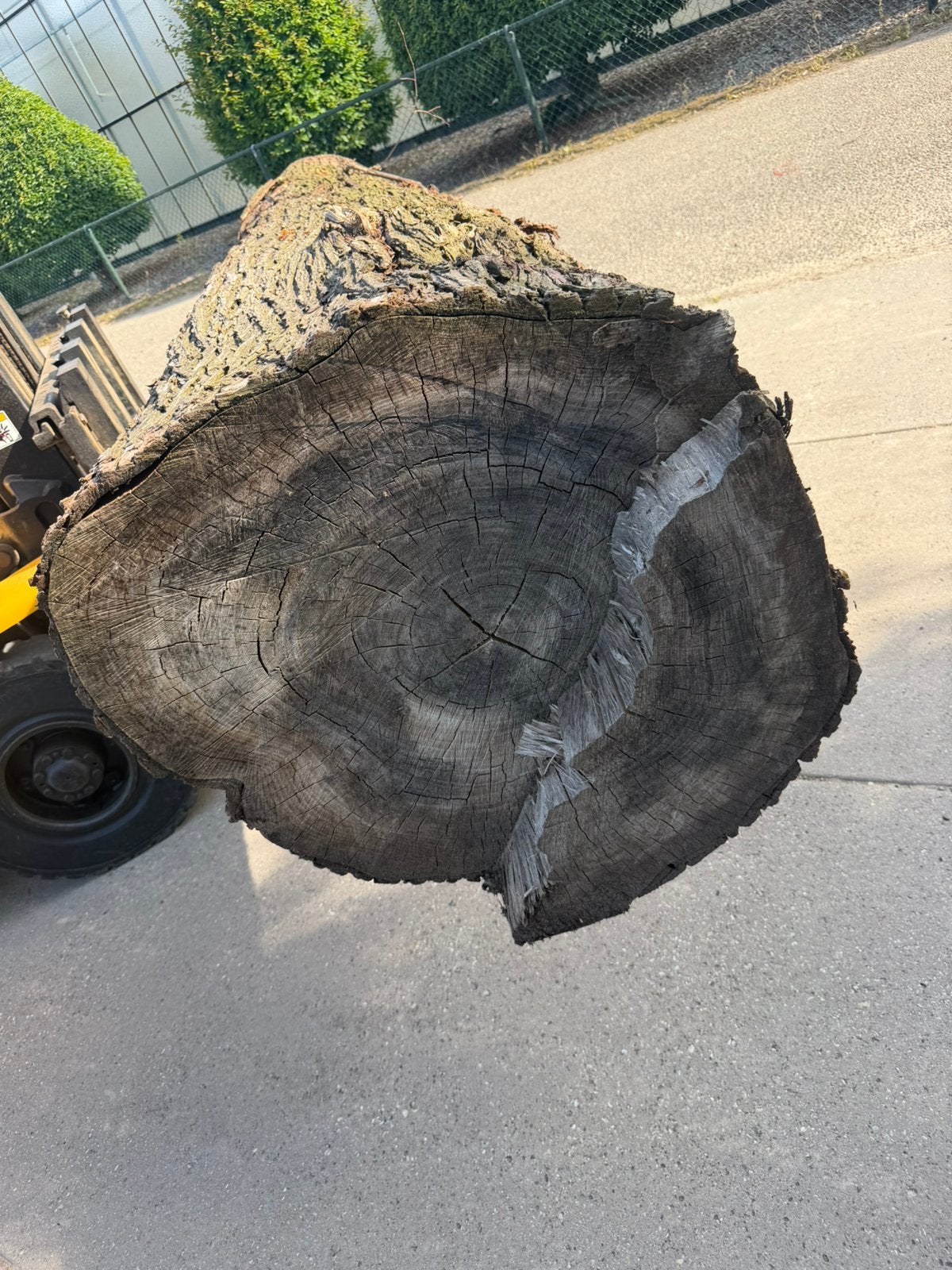 Mooie iepen stam 340x70cm, Minder dan 3 m³, Ophalen
