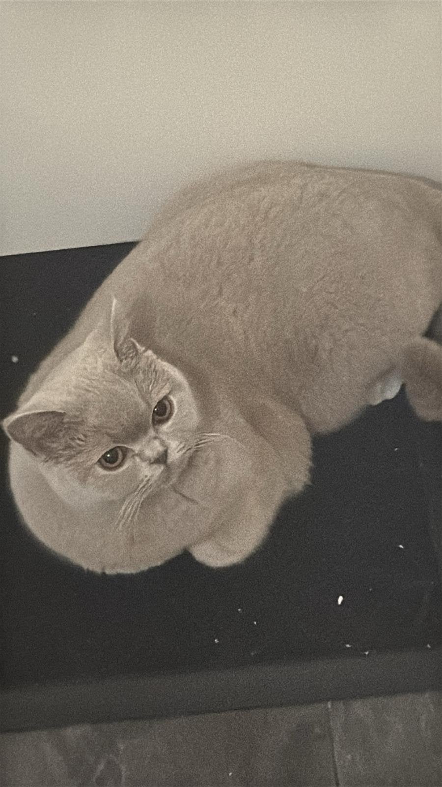 Britse korthaar kleur lilac, Dieren en Toebehoren, Katten en Kittens | Overige Katten, Poes, Kortharig, 0 tot 2 jaar