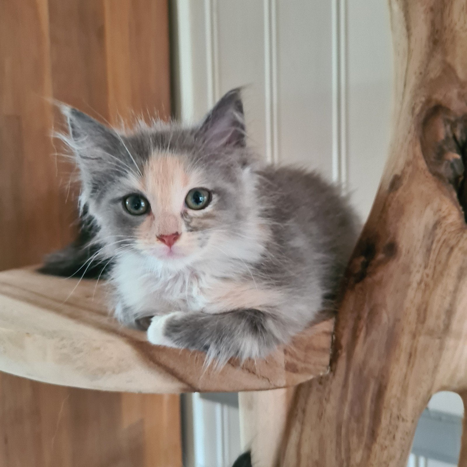 maine coon X ragdoll, Dieren en Toebehoren, Meerdere dieren, Ontwormd, 0 tot 2 jaar