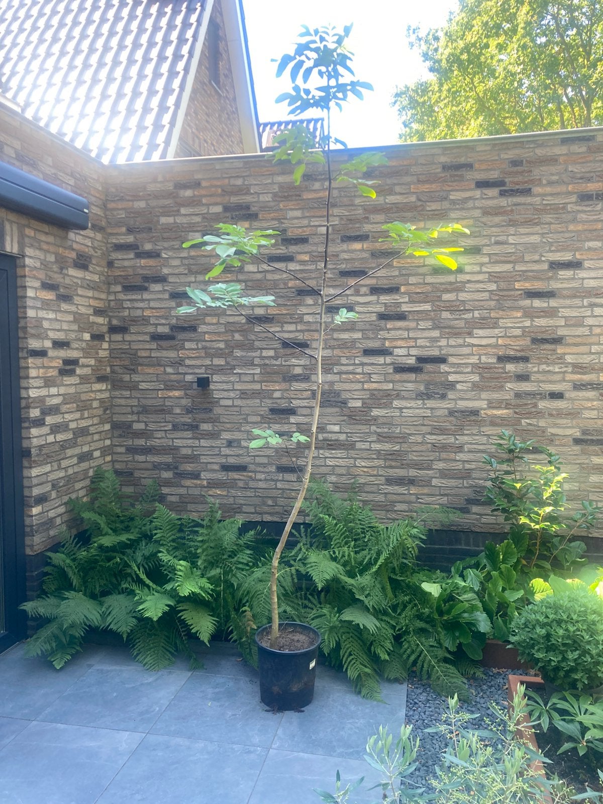 Walnoot 3 meter in pot, Tuin en Terras, Planten | Bomen, Ophalen, In pot, Volle zon, Overige soorten