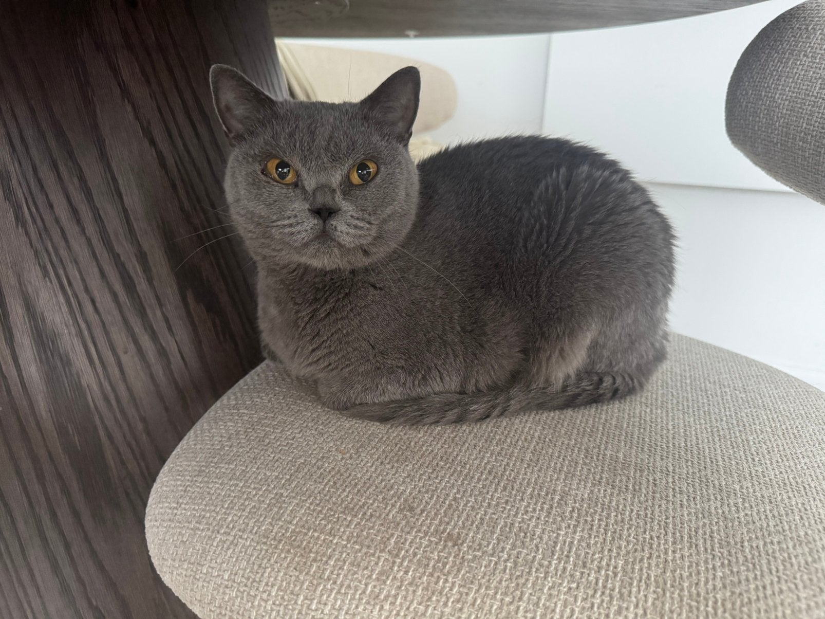 Britse korthaar poes, Dieren en Toebehoren, Katten en Kittens | Raskatten | Korthaar, Poes