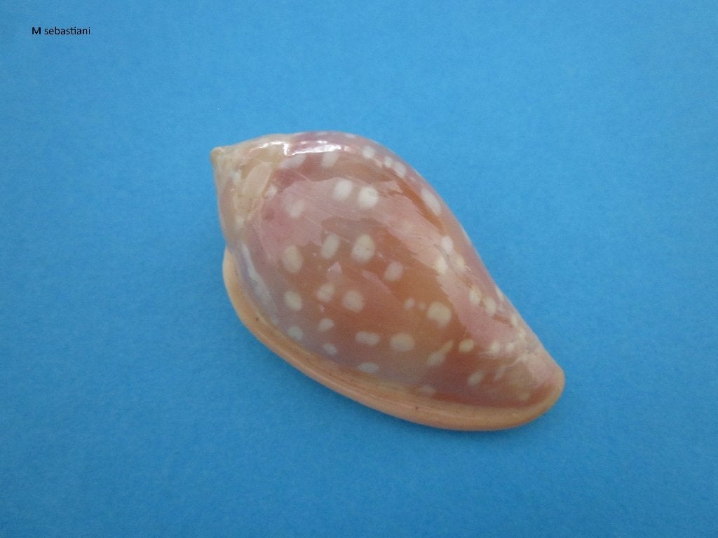 Schelpen: Marginellidae, Terebridae, Olividae, Ophalen of Verzenden, Schelp(en)