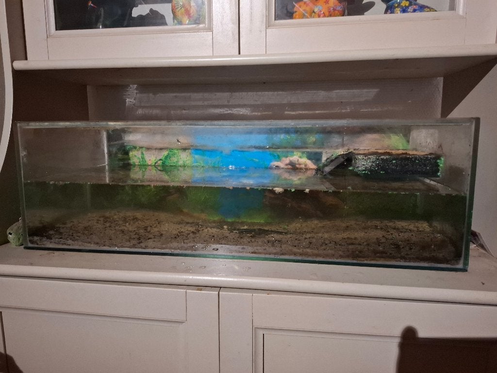 Schildpadden aquarium, Ophalen