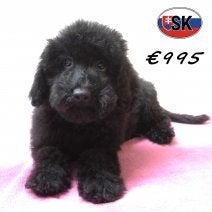 Poedel pups te koop - elegantie op vier pootjes, Poedel, 15 weken tot 1 jaar, Handelaar, Buitenland