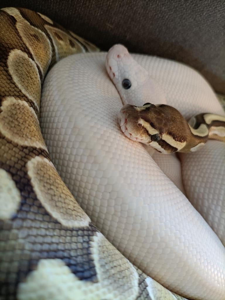 Mooie lieve koningspythons Ball Python - unknown for sale from Wma