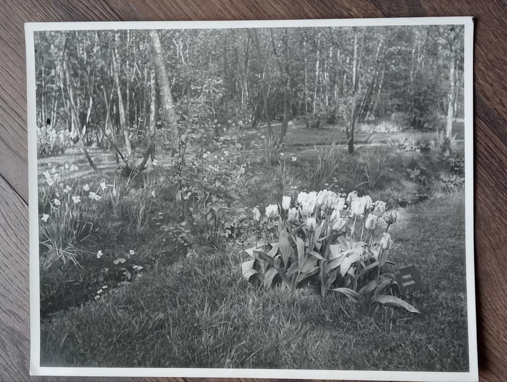 Piet Pijnenburg foto jaren 30-40 Park met Tulpen, Ophalen of Verzenden