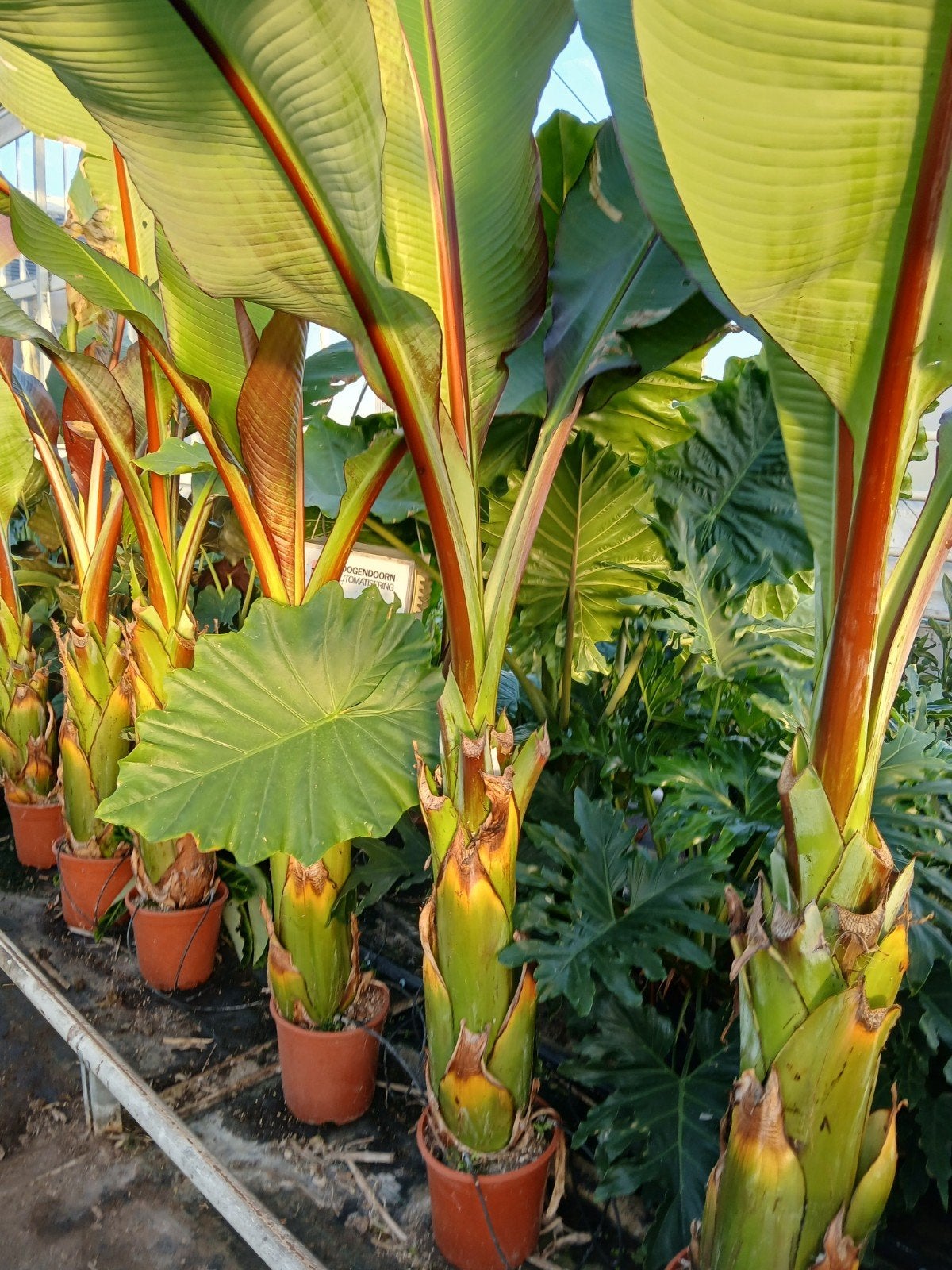 ensete maurelli,  rode bananenplant, Ophalen, Volle zon