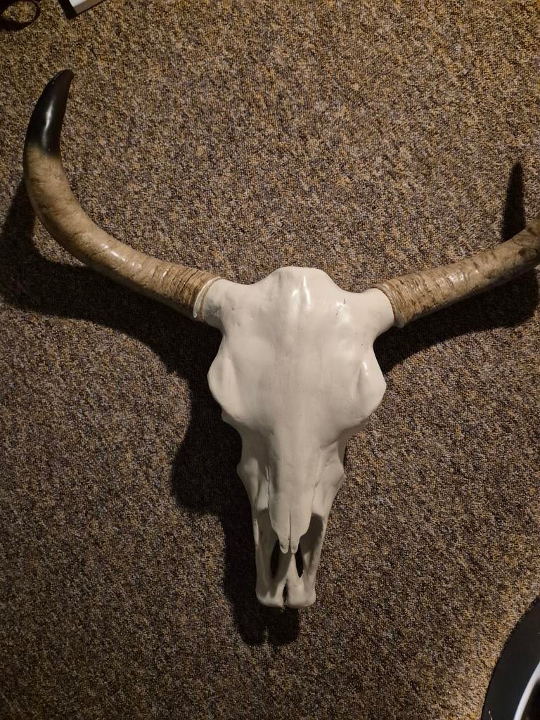 Decoratieve Stierenkop met Hoorns - Wanddecoratie, Ophalen