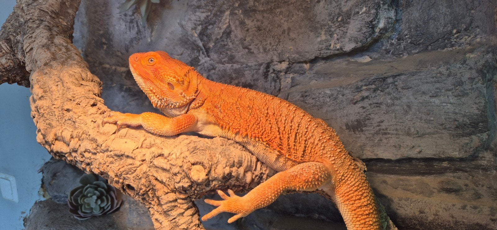 Mannelijke baardagaam Bearded Dragon - male for sale from linda