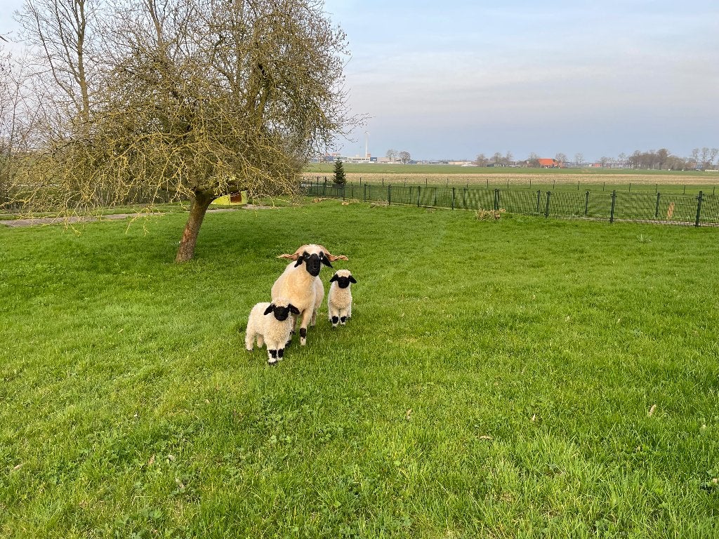 Wallizer Schwarznase schapen, Meerdere dieren, Schaap, 0 tot 2 jaar