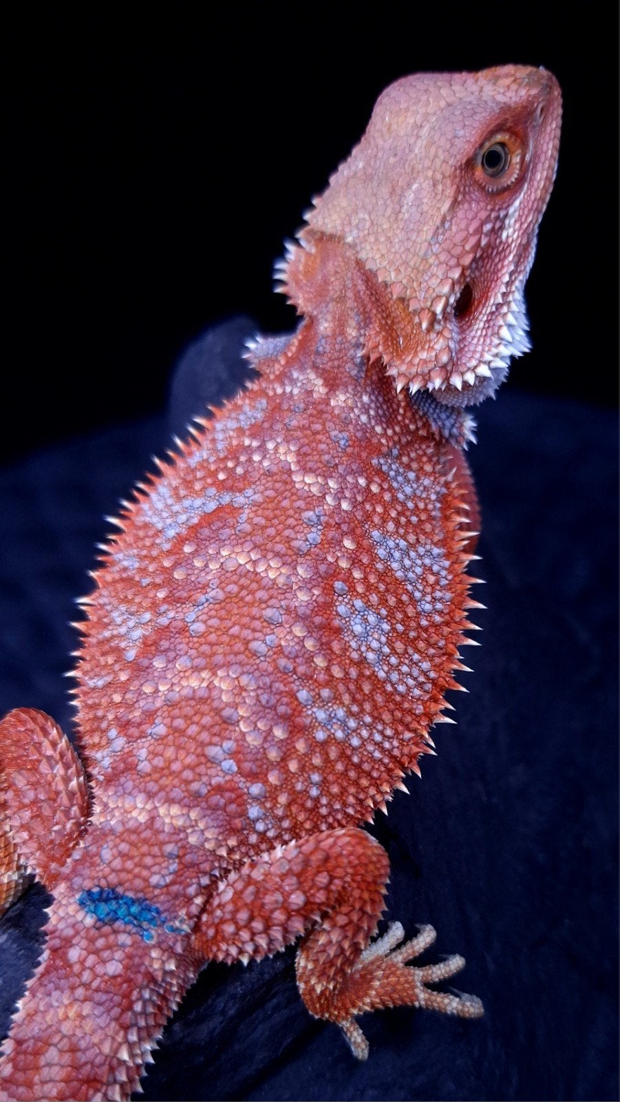 Baardagaam Mannen Red Hypo Blue Bar Bearded Dragon photo 15