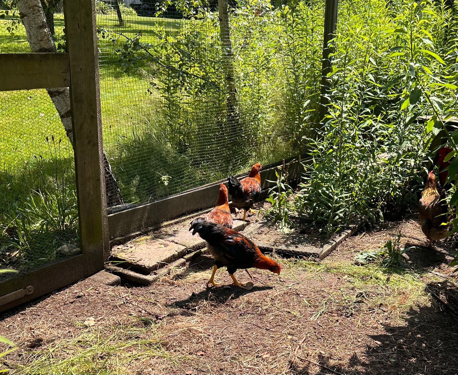 Jonge Welsumer hanen (groot ras), Dieren en Toebehoren, Pluimvee, Mannelijk, Kip