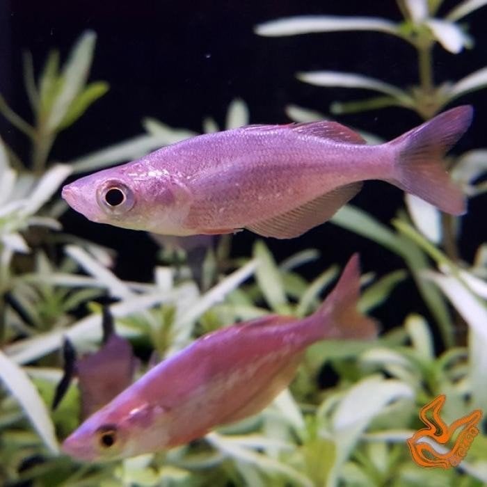 Glossolepis incissus, Dieren en Toebehoren, Vis