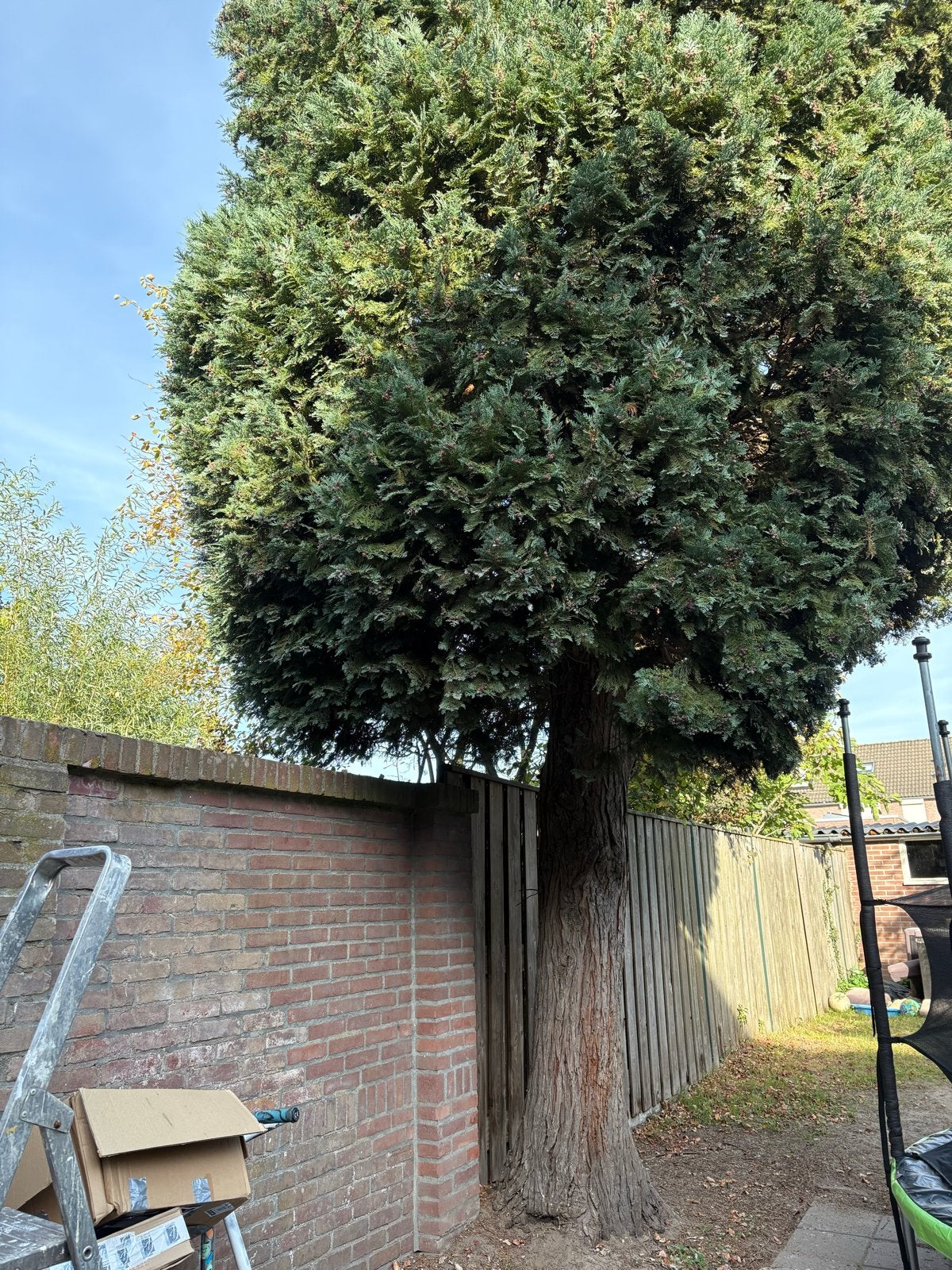 Grote boom gratis verwijderen, hout voor jou!, Volle zon, Bloeit niet, 400 cm of meer, Overige soorten